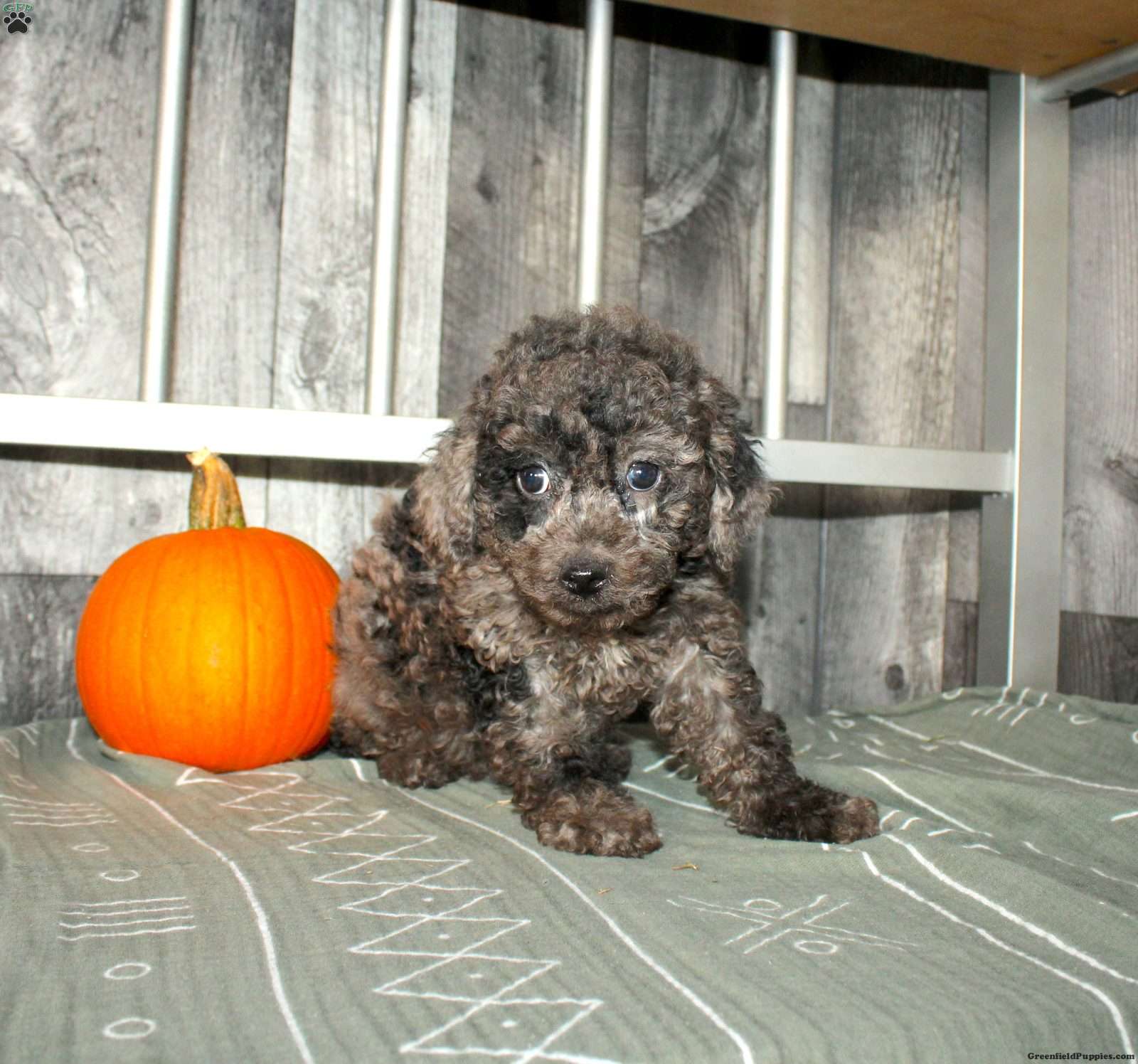 Bubbles (Miniature Poodle, Male) in Gratz, PA