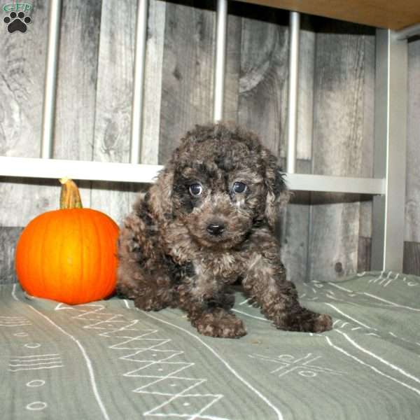 Bubbles, Miniature Poodle Puppy