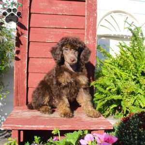 Sharon, Miniature Poodle Puppy