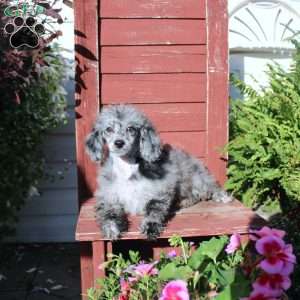 Sasha, Miniature Poodle Puppy