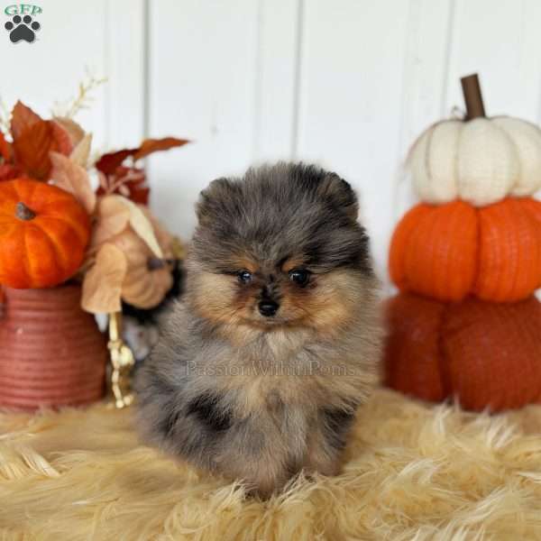 Little Neptune, Pomeranian Puppy