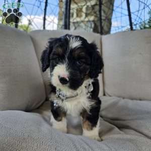 Twix, Mini Bernedoodle Puppy