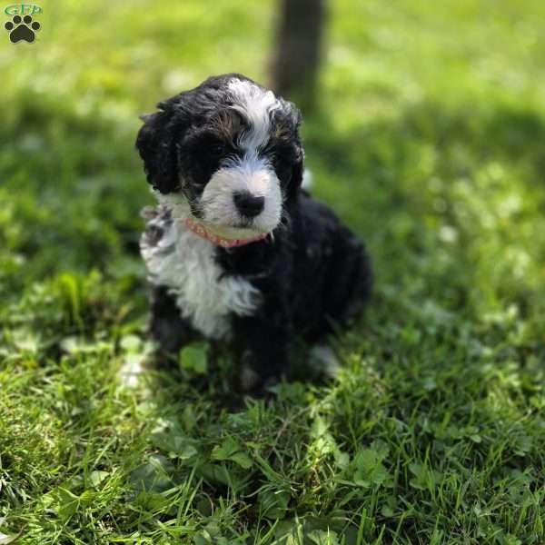 Almond Joy, Mini Bernedoodle Puppy