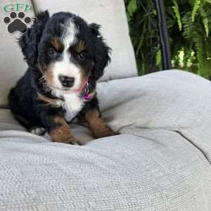 Kit Kat, Mini Bernedoodle Puppy