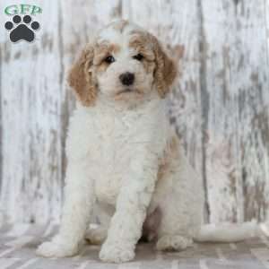 Teresa, Mini Labradoodle Puppy