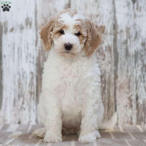 Teresa, Mini Labradoodle Puppy