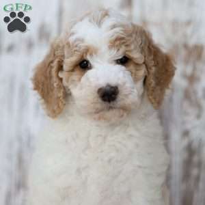 Teresa, Mini Labradoodle Puppy