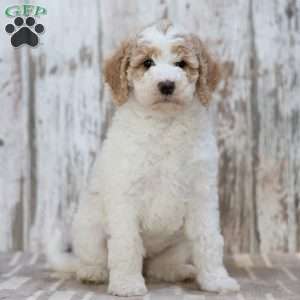 Teresa, Mini Labradoodle Puppy