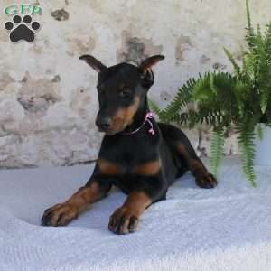 Sheila, Doberman Pinscher Puppy