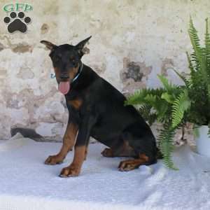 Simba, Doberman Pinscher Puppy