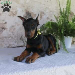 Sparky, Doberman Pinscher Puppy