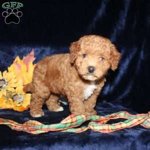 Abner, Mini Goldendoodle Puppy
