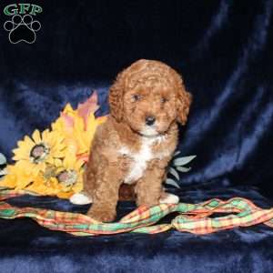 Alexis, Mini Goldendoodle Puppy