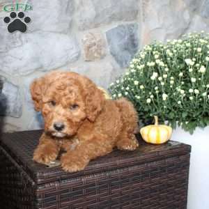 Teddy, Mini Aussiedoodle Puppy