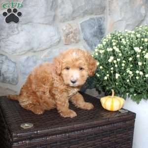 Tina, Mini Aussiedoodle Puppy