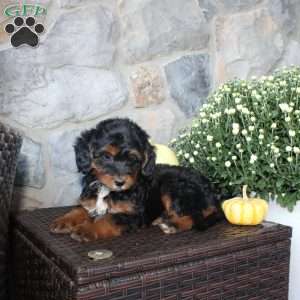 Tanya, Mini Aussiedoodle Puppy
