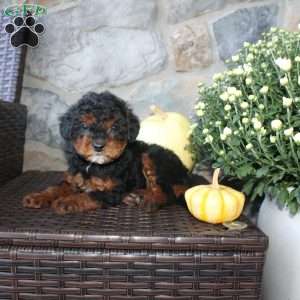 Tasha, Mini Aussiedoodle Puppy