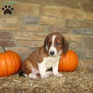Autumn, Basset Hound Mix Puppy