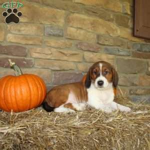 Austin, Basset Hound Mix Puppy