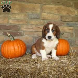Atlas, Basset Hound Mix Puppy