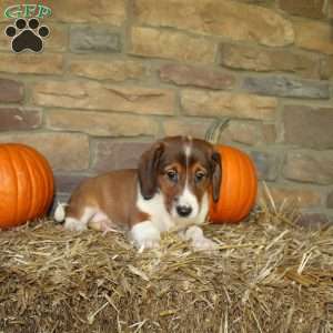 Aspen, Basset Hound Mix Puppy