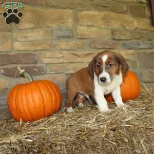 Asher, Basset Hound Mix Puppy