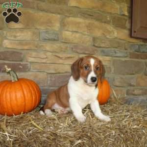 Acorn, Basset Hound Mix Puppy