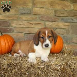 Ace, Basset Hound Mix Puppy