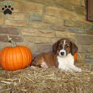 Abe, Basset Hound Mix Puppy
