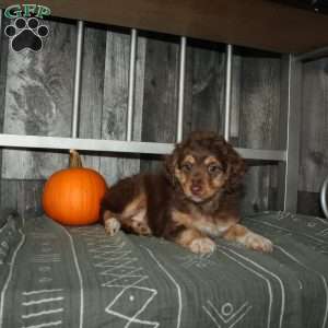 Tulip, Mini Aussiedoodle Puppy