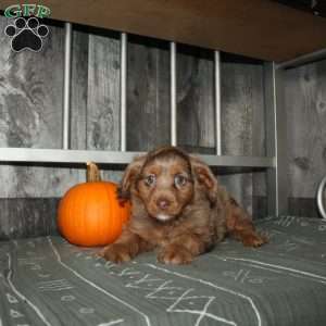 Tina, Mini Aussiedoodle Puppy