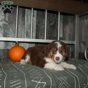 Tilly, Mini Aussiedoodle Puppy