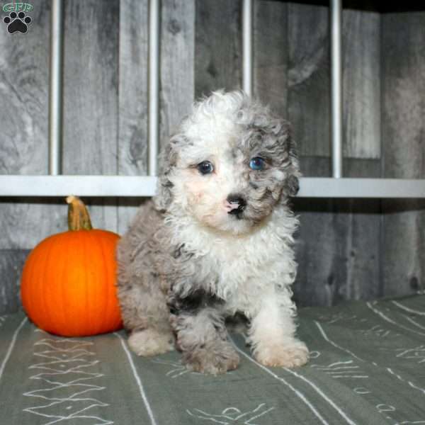 Blake, Miniature Poodle Puppy