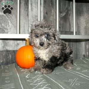 Becca, Miniature Poodle Puppy