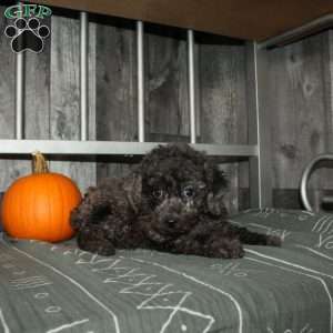 Bubbles, Miniature Poodle Puppy