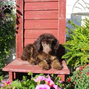 Sharon, Miniature Poodle Puppy
