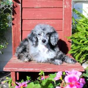 Sasha, Miniature Poodle Puppy