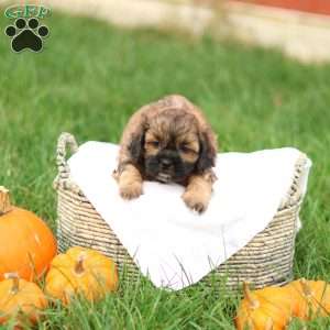 Shawn, Shih-Poo Puppy