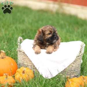 Shawn, Shih-Poo Puppy