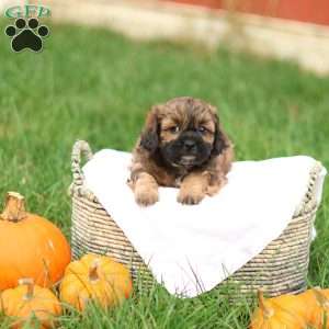 Shawn, Shih-Poo Puppy