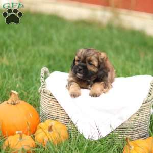 Shawn, Shih-Poo Puppy