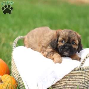 Shawn, Shih-Poo Puppy