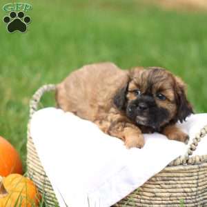 Shawn, Shih-Poo Puppy