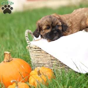 Shawn, Shih-Poo Puppy