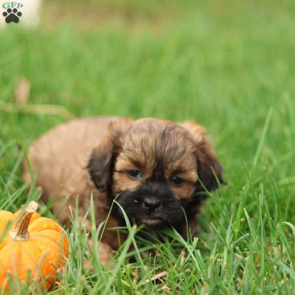 Shawn, Shih-Poo Puppy