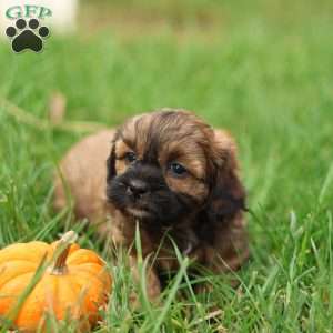 Shawn, Shih-Poo Puppy