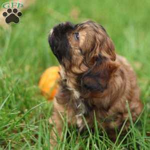 Shawn, Shih-Poo Puppy