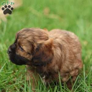 Shawn, Shih-Poo Puppy