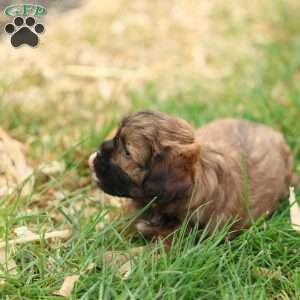 Shawn, Shih-Poo Puppy