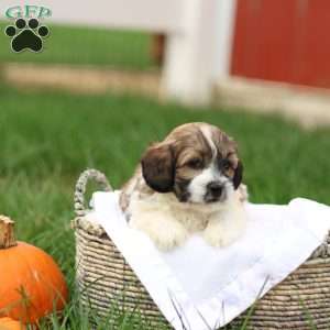 Skyler, Shih-Poo Puppy